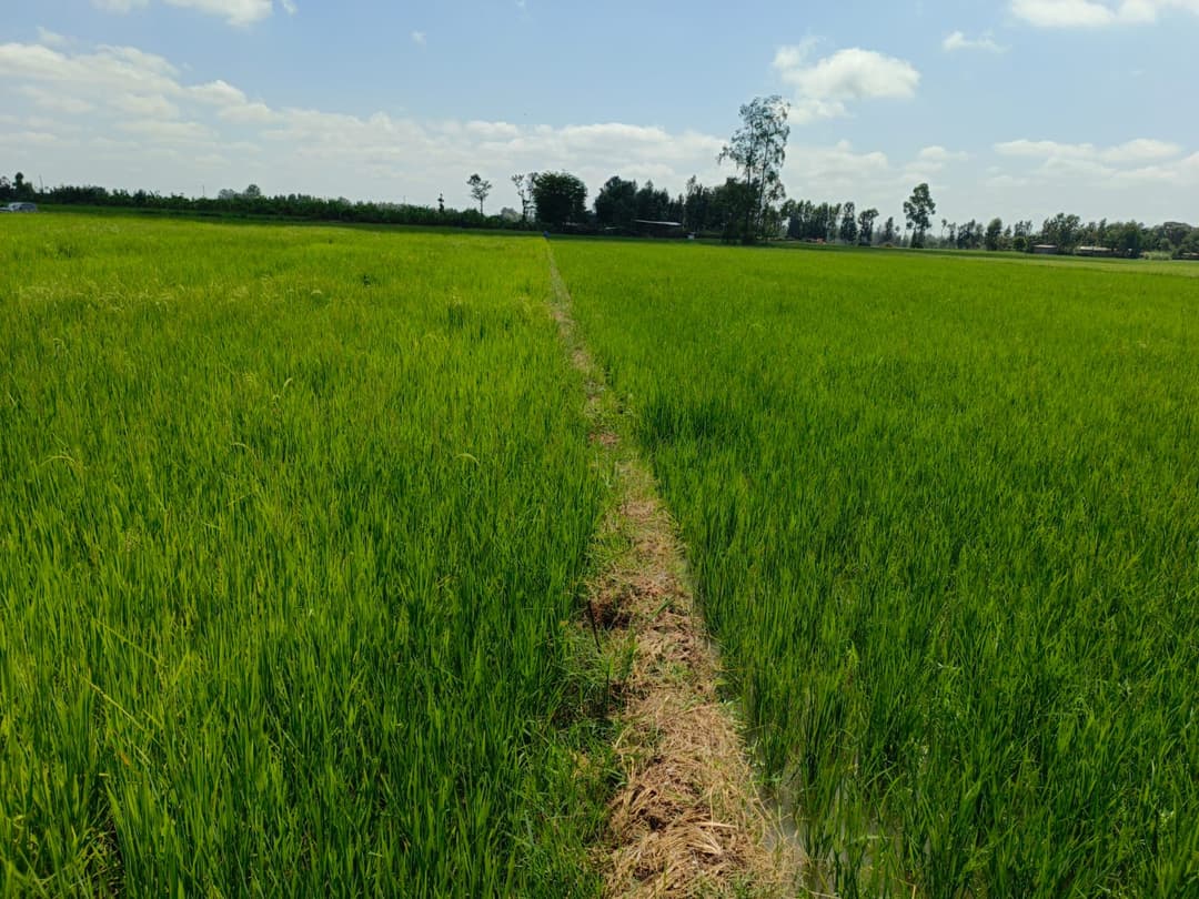 Invasive Species Collection